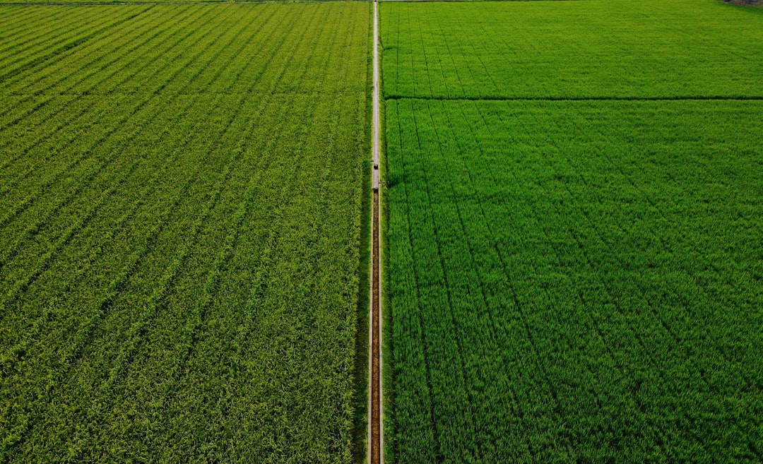 Photo Agricultural field