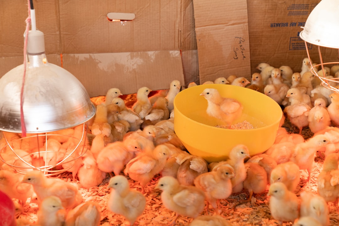 Effective Chicken Dewormer for Healthy Flocks